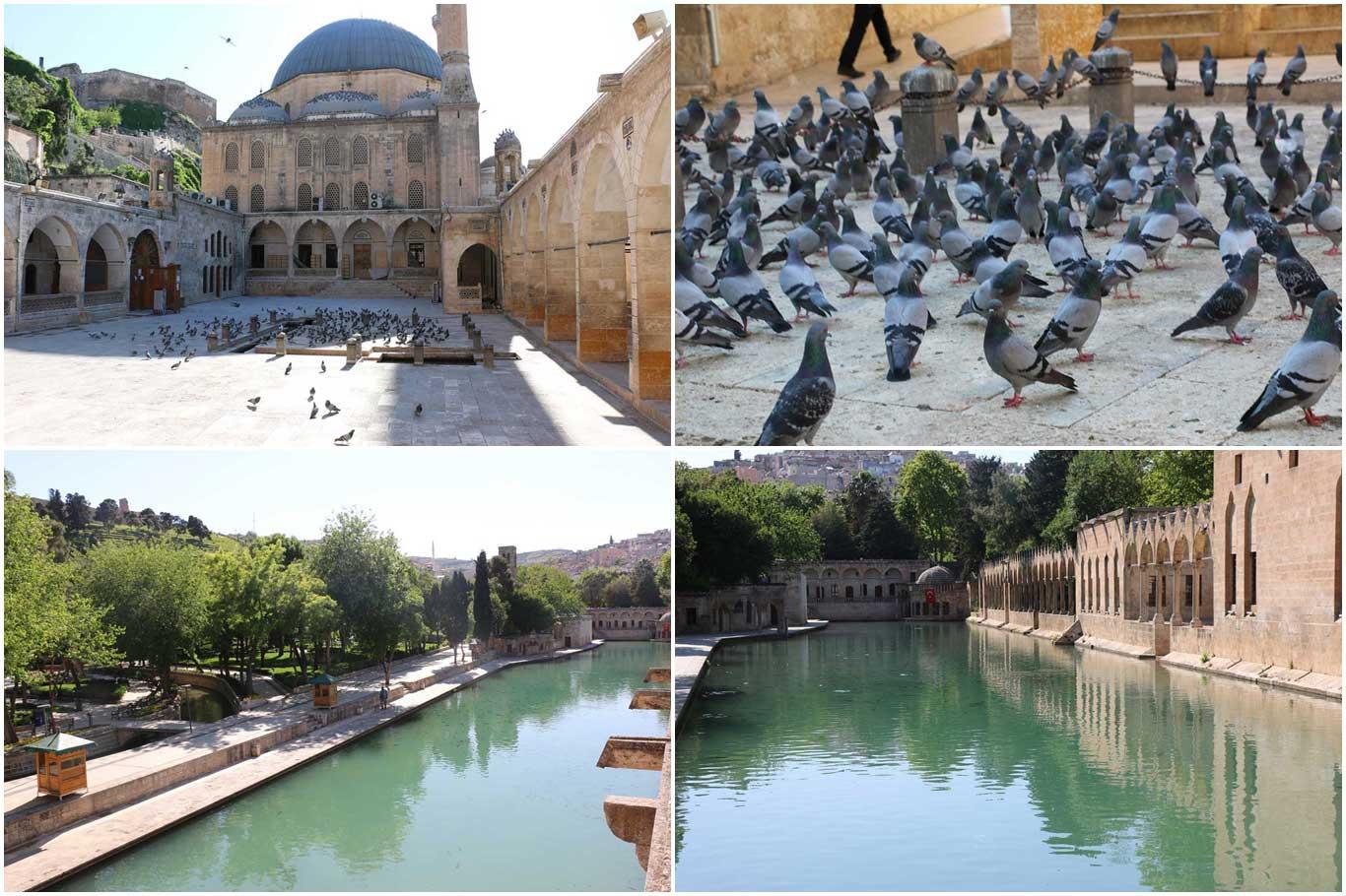 Şanlıurfa Dergâh Camii'nin bahçesi güvercinlere kaldı Şanlıurfa Dergâh Camii'nin bahçesi güvercinlere kaldı